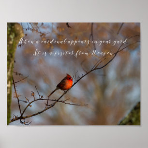Poster Quando um cardeal aparece, fotografe