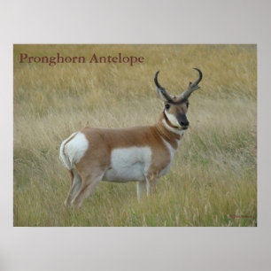 Pôster Quantia choruda do antílope de A1 Pronghorn