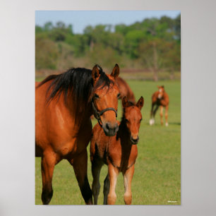 Poster Quarter Horse Mare e Foto em Permanente