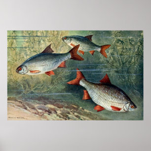 Poster Quarto subaquático dos world series de quatro