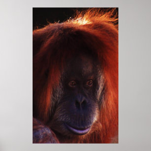Poster Quase humano