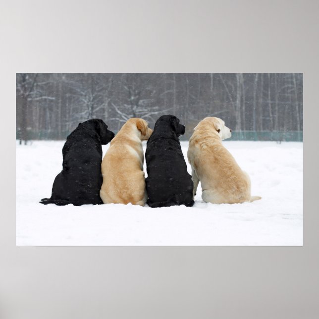 Poster Quatro Cães Labradores Na Neve (Frente)