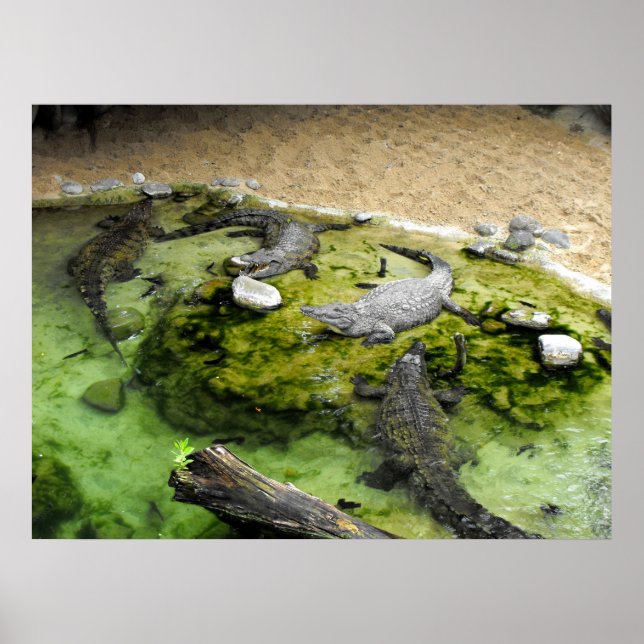 Poster Quatro crocodilos (Frente)