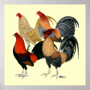 Poster Quatro Gamecocks