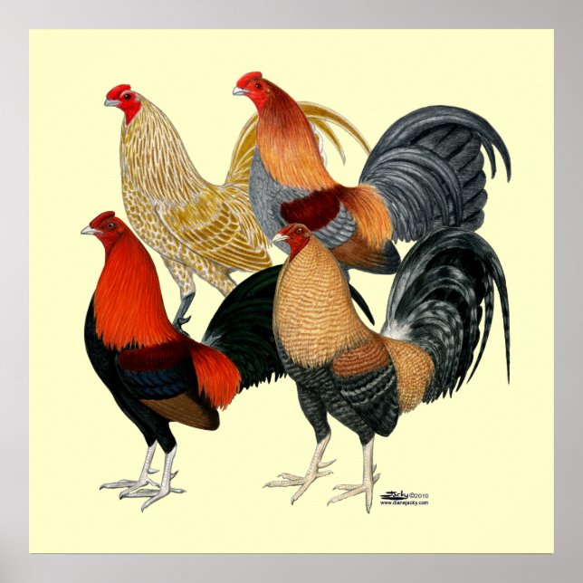 Poster Quatro Gamecocks (Frente)