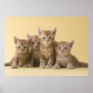 Poster Quatro gatinhos de Shorthair do americano