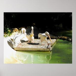 Poster Quatro pelicanos em primavera na Espanha