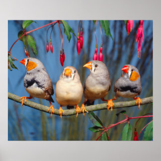 Poster quatro tentilhões de zebra l'um ao lado do outro