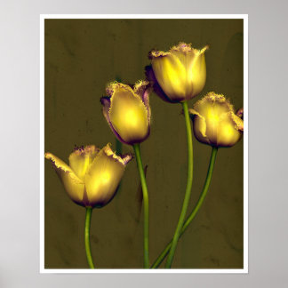 Poster Quatro tulipas