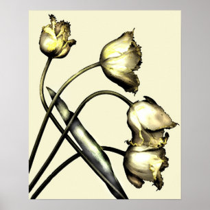 Pôster Quatro tulipas nenhuns 2