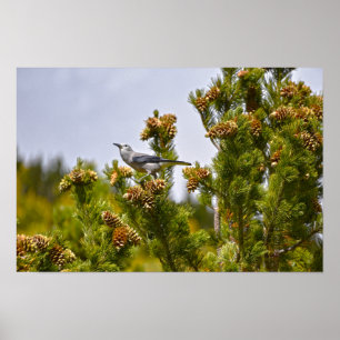 Poster Quebra-nozes de Clark no Parque Nacional Rocky Mou