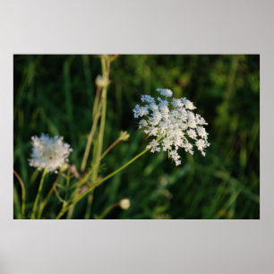 Poster Queen Anne's Lace