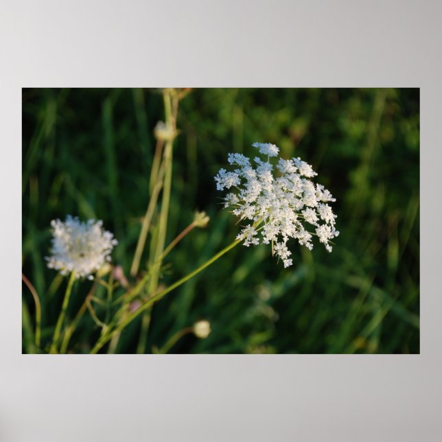 Poster Queen Anne's Lace (Frente)
