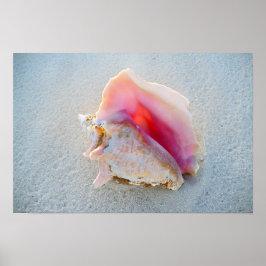 Pôster Queen Conch Shell na praia de Bahamas