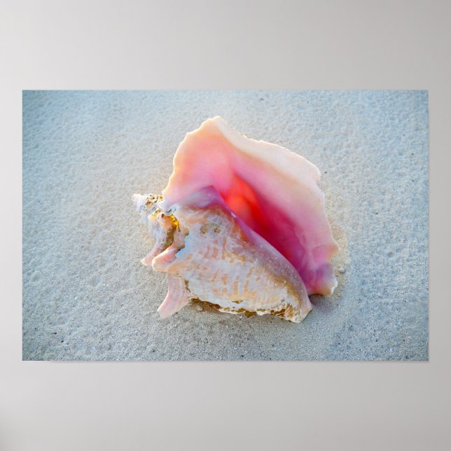 Pôster Queen Conch Shell na praia de Bahamas (Frente)
