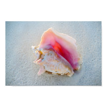 Queen Conch Shell na praia de Bahamas