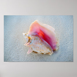 Pôster Queen Conch Shell na praia de Bahamas