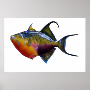 Poster Queen Trigger Fish
