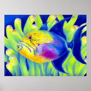 Poster Queen Triggerfish