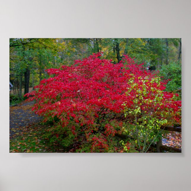 Pôster Queimando Bush (Frente)