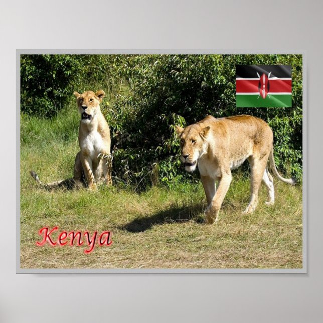 Poster Quênia - Lionesses - (Frente)