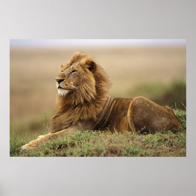 Poster Quênia, Masai Mara. Leão macho adulto em cupim (Frente)