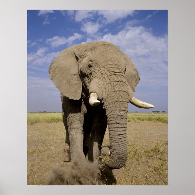 Poster Quênia: Parque Nacional de Amboseli, elefante masc (Frente)