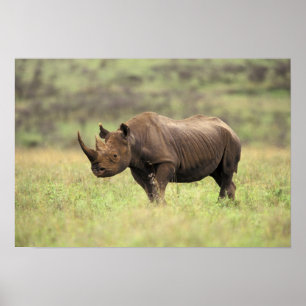 Pôster Quênia, Parque Nacional de Nairobi. Rinoceronte Pr
