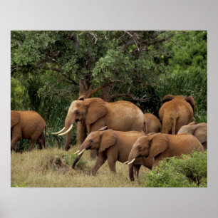 Pôster Quênia: Parque Nacional de Tsavo East, rebanho afr