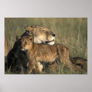 Pôster Quênia, Reserva de Caça Masai Mara, Leoa