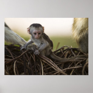 Pôster Quênia, Reserva de Caça Samburu. Macaco Vervet