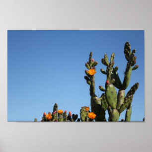 Poster Quente África Desert Cactus Plant Prickly Pear Flo
