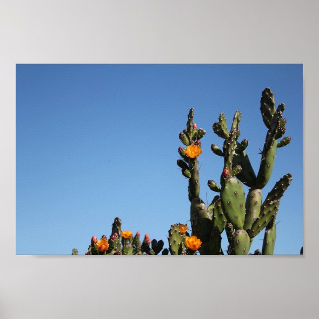 Poster Quente África Desert Cactus Plant Prickly Pear Flo (Frente)