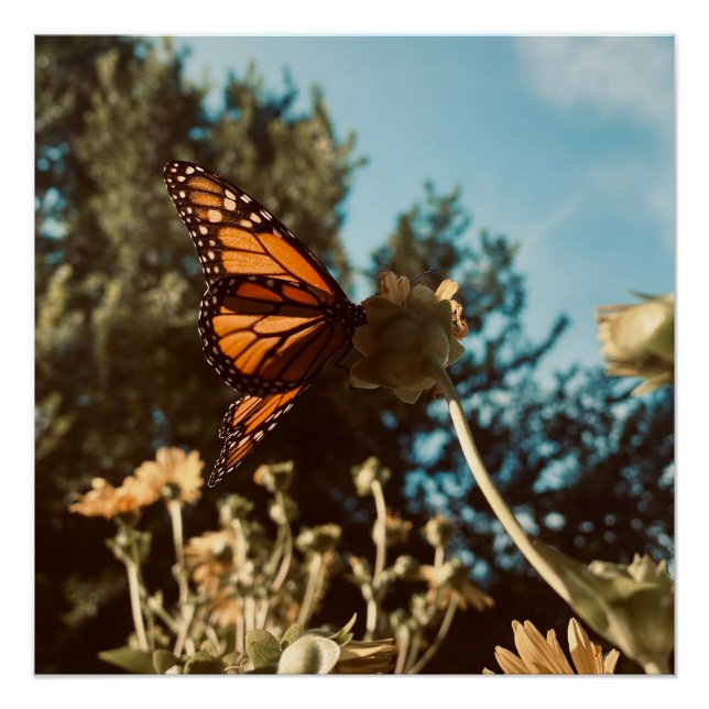 Pôster Quiet Wings (Frente)