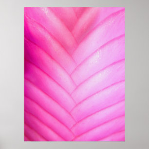 Pôster Quill cor-de-rosa Bromeliad