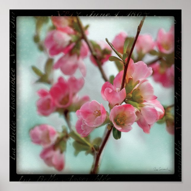 Poster Quince Blossoms (Frente)