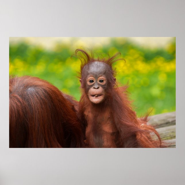 Poster Quirky Charm de um Bebê Orangutan (Frente)