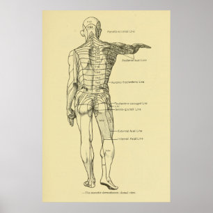 Poster Quiroterapia da carta de sistema nervoso de