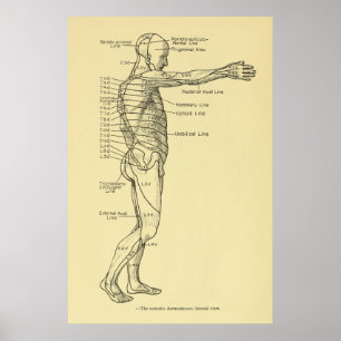 Poster Quiroterapia da carta de sistema nervoso de