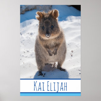 Poster Quokka no Beach Austrália Blue Boys