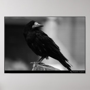 Pôster Quoth the Raven