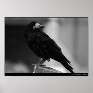 Pôster Quoth the Raven