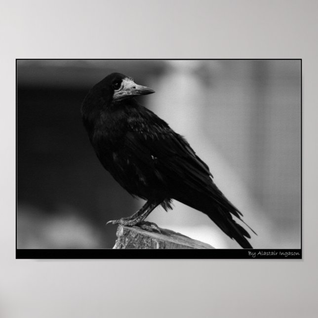 Pôster Quoth the Raven (Frente)