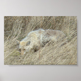 Poster R13 Coyote na Grama Alta