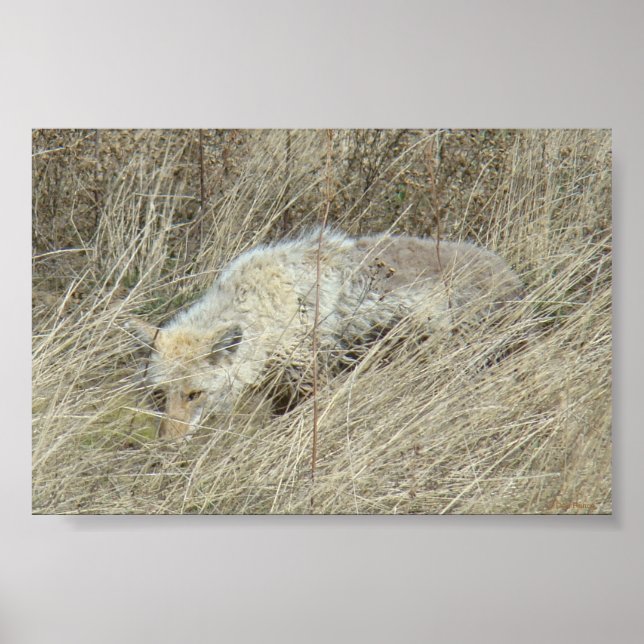 Poster R13 Coyote na Grama Alta (Frente)