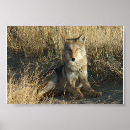 Poster R15 Coyote Deitado