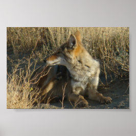 Pôster R16 Coyote Scratching