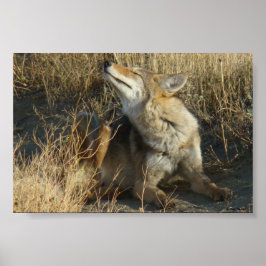 Pôster R17 Coyote Scratching