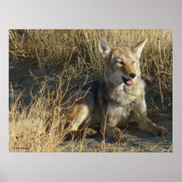 Poster R18 Coyote Laying