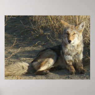 Poster R19 Coyote Deitado